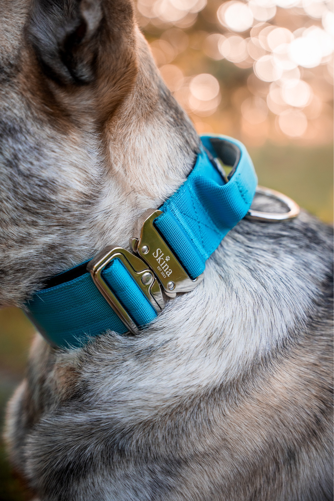 Taktisches Halsband mit Sicherheitsschnalle & Haltegriff „Blau“