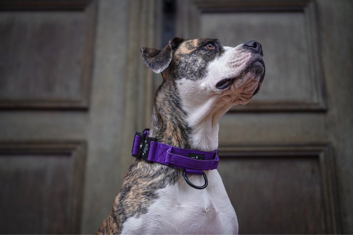 Taktisches Halsband mit Sicherheitsschnalle &amp; Haltegriff „Lila“