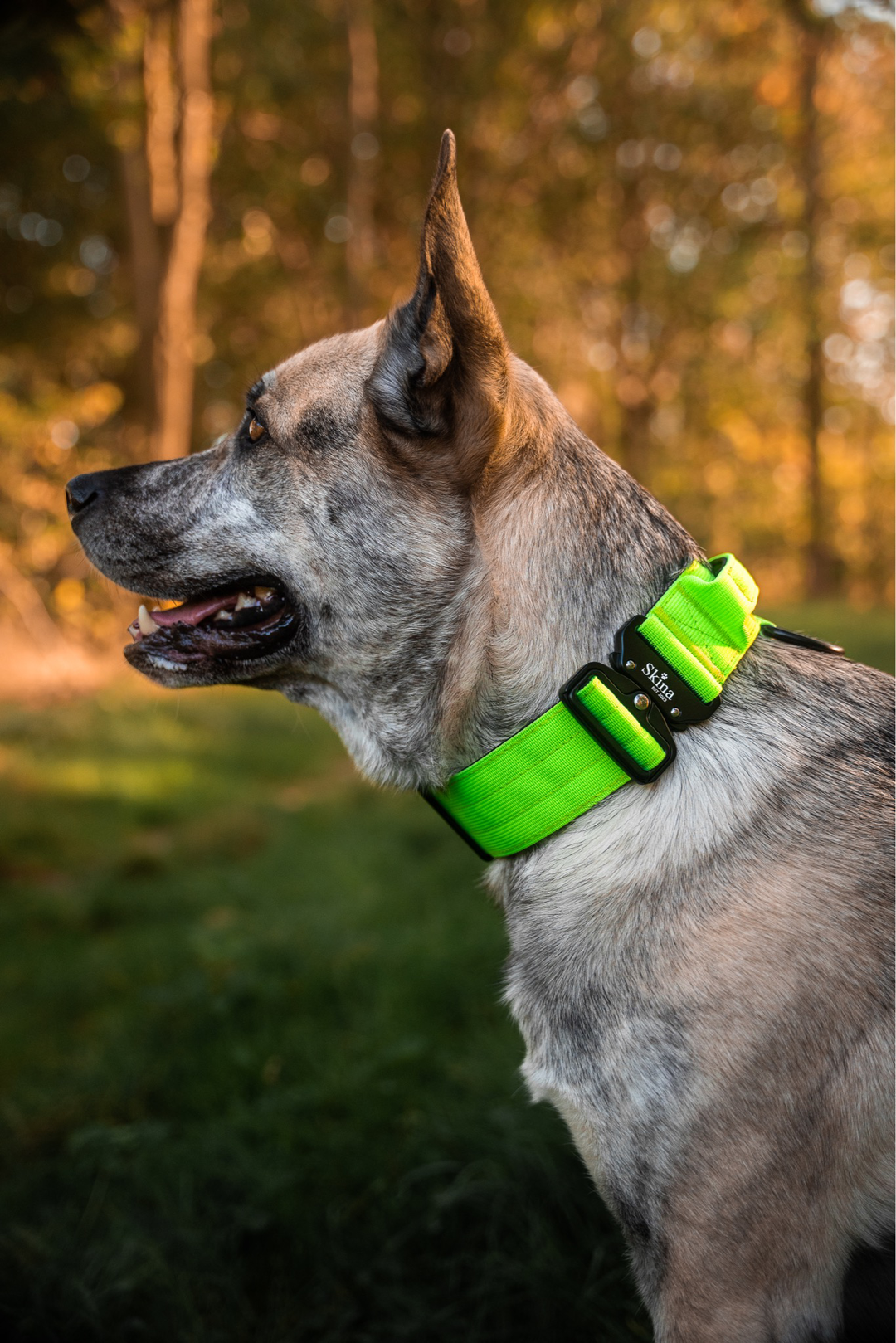 Taktisches Halsband mit Sicherheitsschnalle &amp; Haltegriff „Neon Grün“