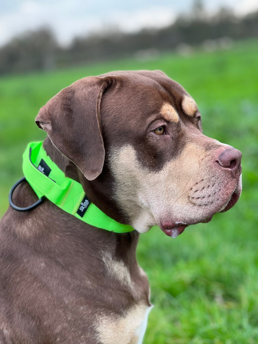 Taktisches Halsband mit Sicherheitsschnalle &amp; Haltegriff „Neon Grün“