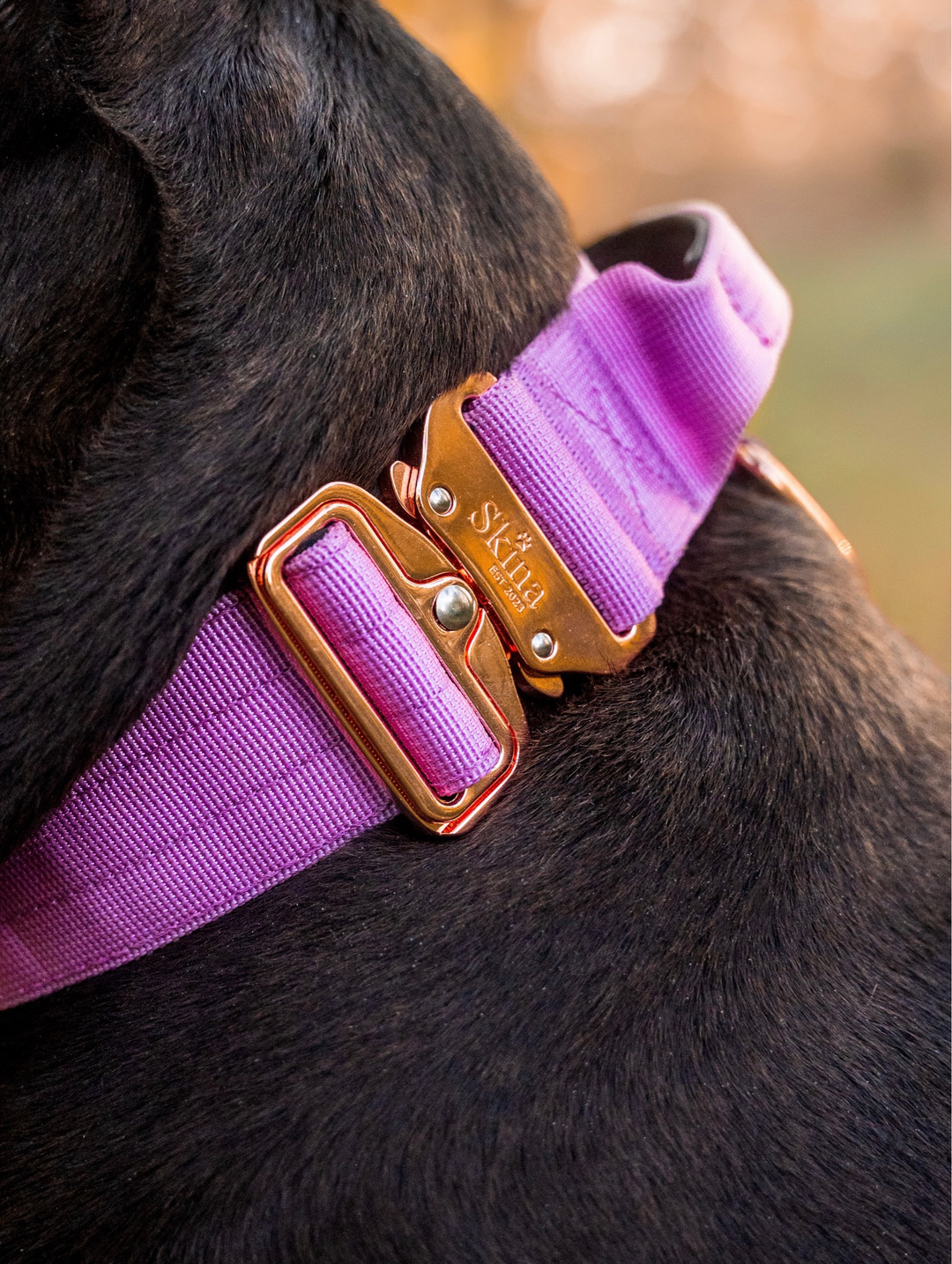 Taktisches Halsband mit Sicherheitsschnalle & Haltegriff „Flieder“