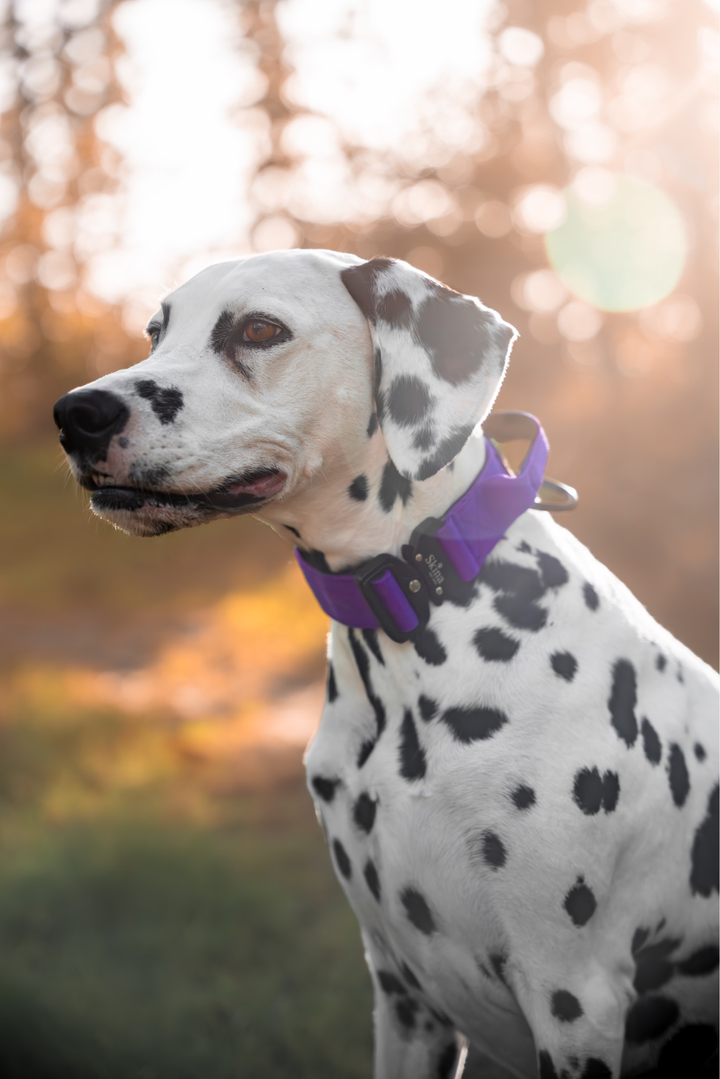 Taktisches Halsband mit Sicherheitsschnalle &amp; Haltegriff „Lila“
