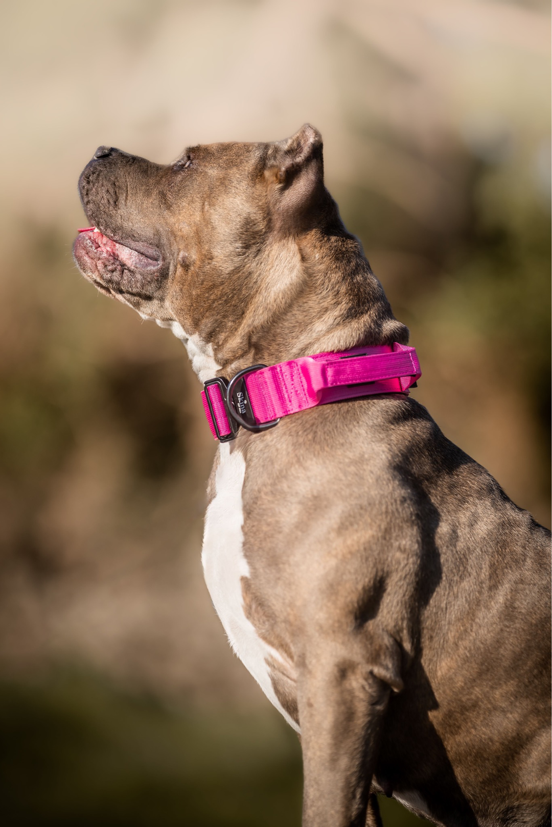 Taktisches Halsband mit Sicherheitsschnalle &amp; Haltegriff „Magenta“