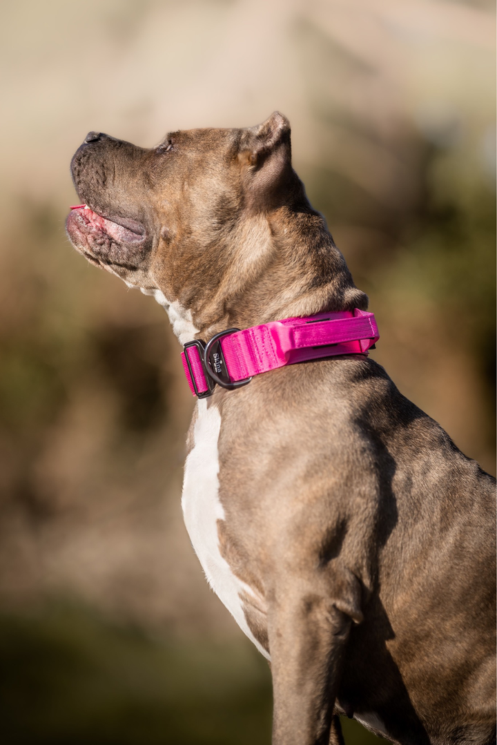Taktisches Halsband mit Sicherheitsschnalle &amp; Haltegriff „Magenta“