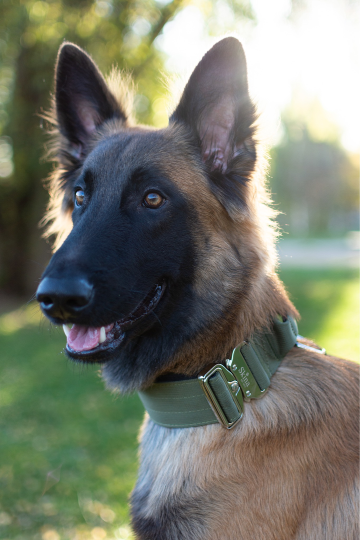 Taktisches Halsband mit Sicherheitsschnalle &amp; Haltegriff „Olive“