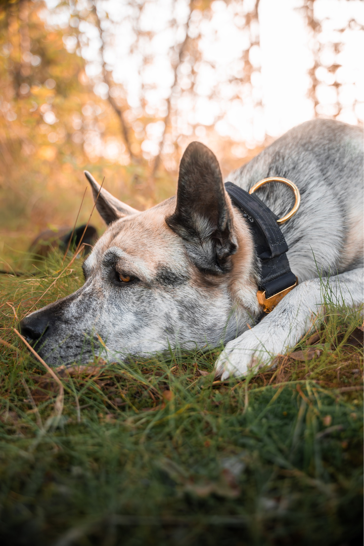 Taktisches Halsband mit Sicherheitsschnalle &amp; Haltegriff „Schwarzes Camouflage“