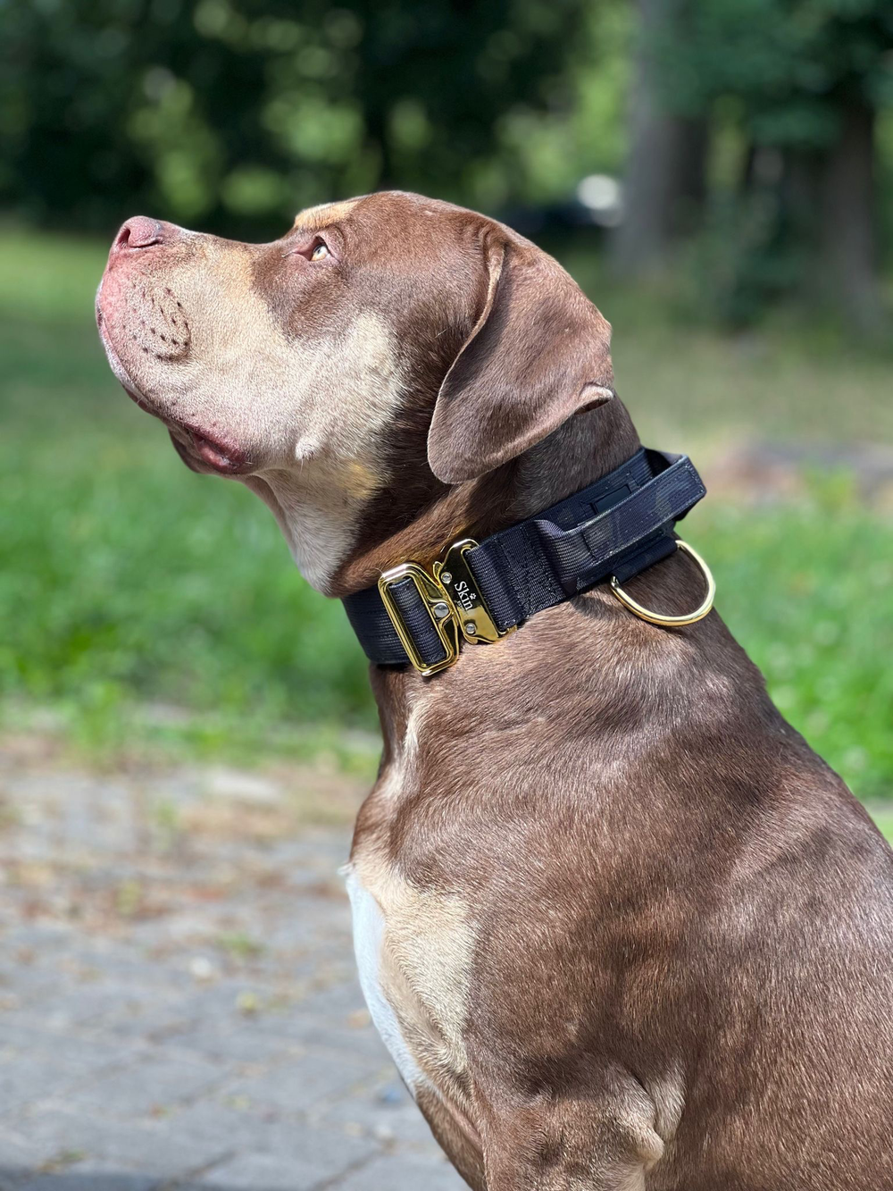 Taktisches Halsband mit Sicherheitsschnalle & Haltegriff „Schwarzes Camouflage“