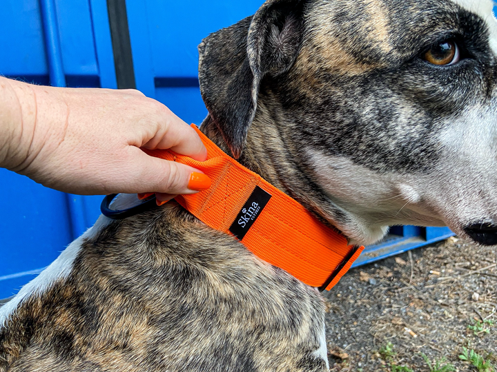 Taktisches Halsband mit Sicherheitsschnalle &amp; Haltegriff „Neon Orange“
