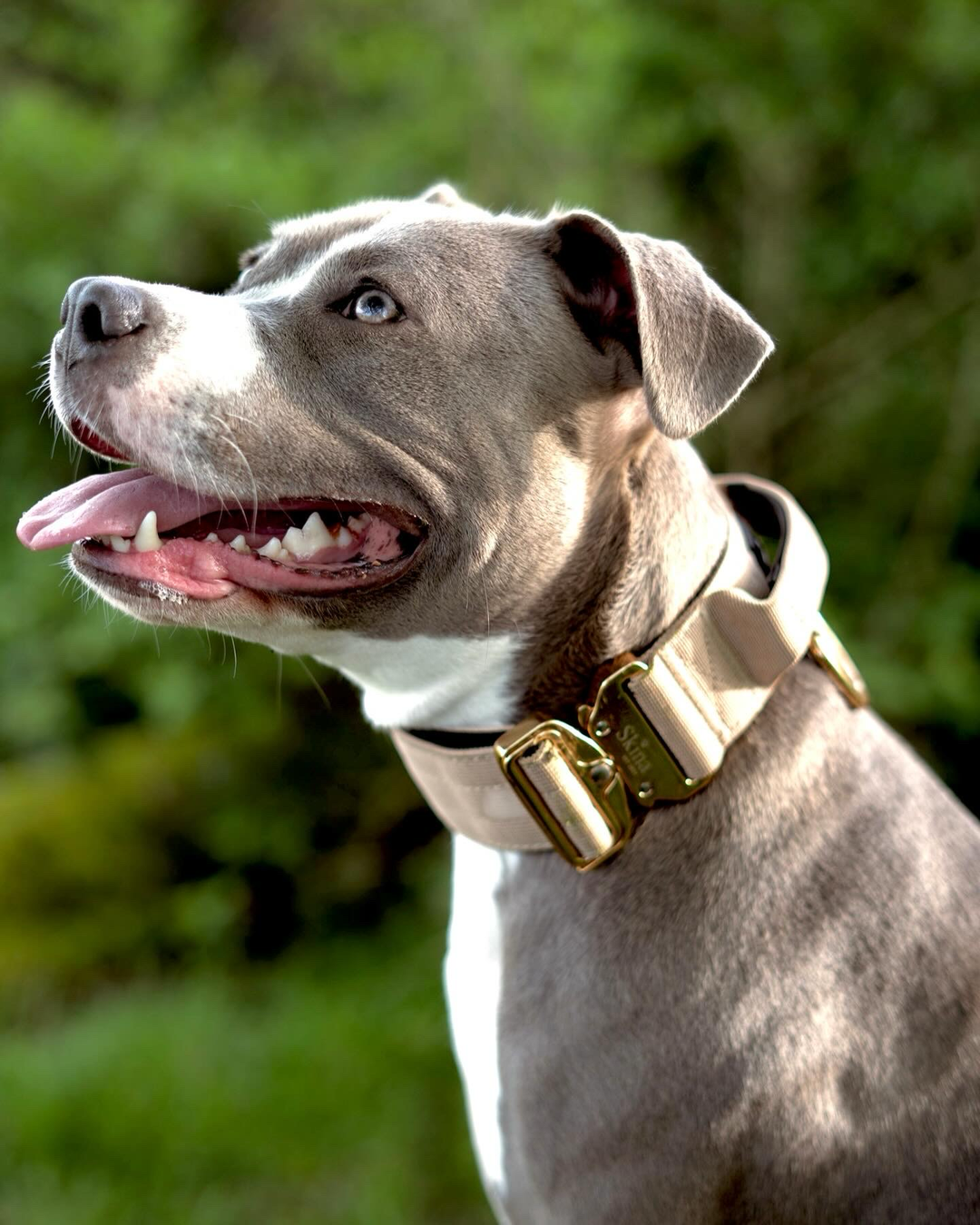 Taktisches Halsband mit Sicherheitsschnalle &amp; Haltegriff „Beige“