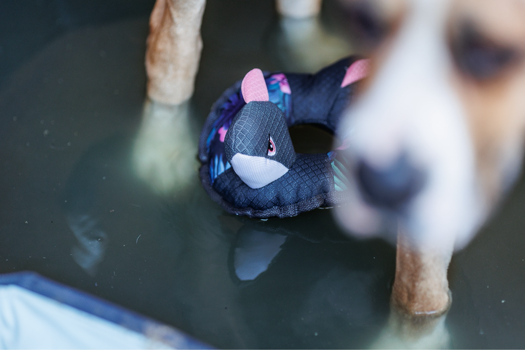 CoolPets Ring o&