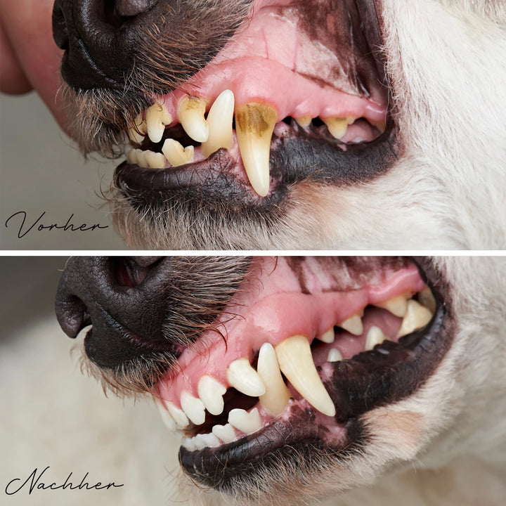 Denta Vital Pulver
