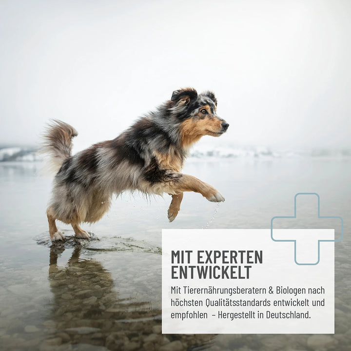 Grünlippmuschel Extrakt