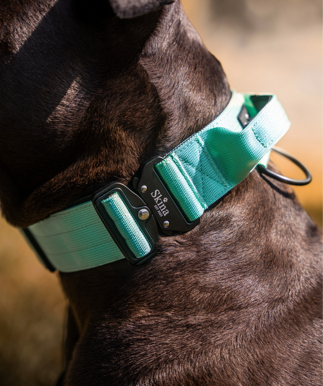 Taktisches Halsband mit Sicherheitsschnalle & Haltegriff „Türkis“