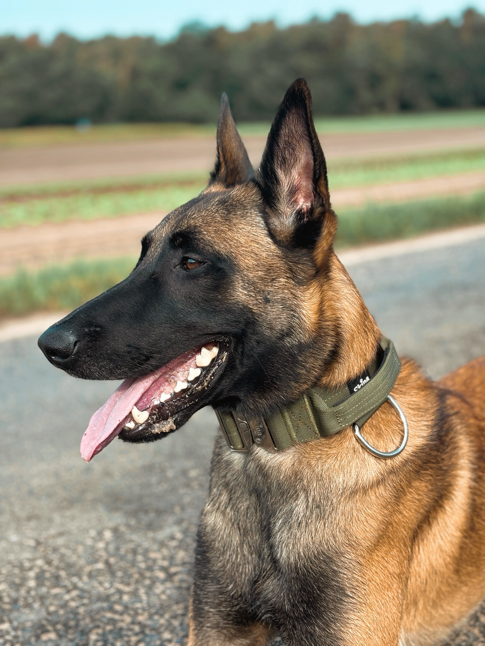 Taktisches Halsband mit Sicherheitsschnalle & Haltegriff „Olive“