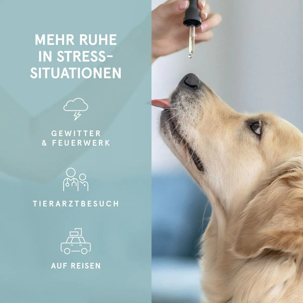CBD Hanföl für Hunde