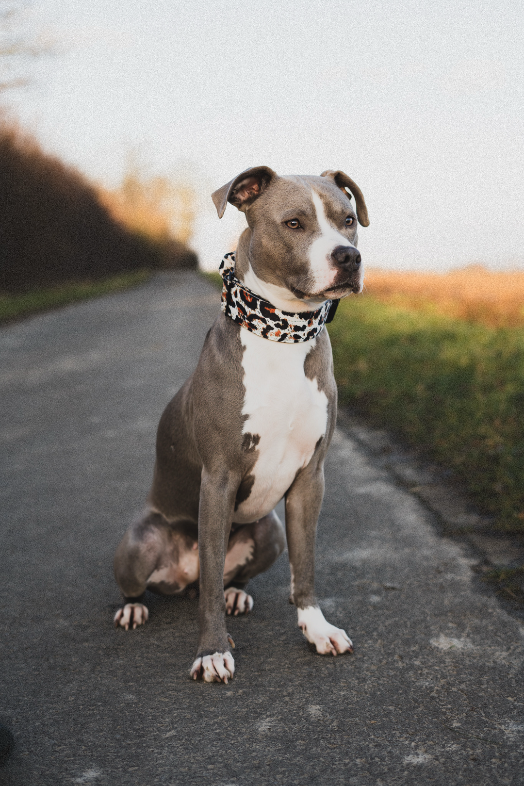 Taktisches Halsband mit Sicherheitsschnalle &amp; Haltegriff „Leo Muster Schwarz“