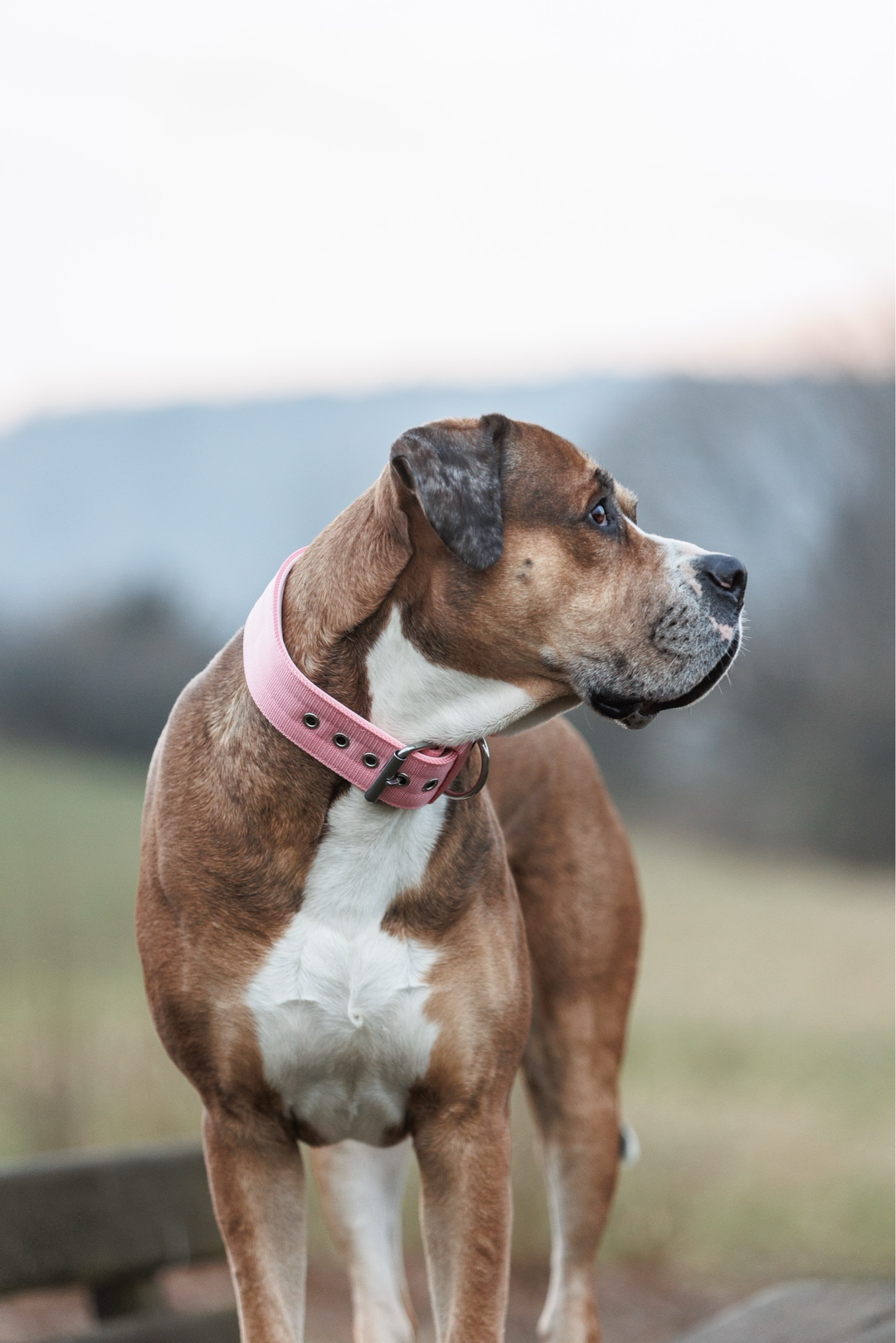 Halsband mit Haltegriff &amp; Rollschnalle "Rosa"