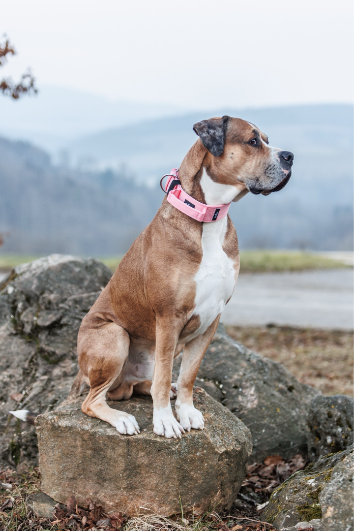 Halsband mit Haltegriff &amp; Rollschnalle "Rosa"