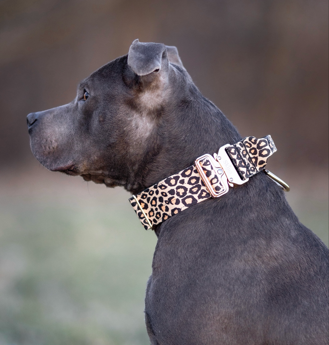 Taktisches Halsband mit Sicherheitsschnalle &amp; Haltegriff „Leo Muster Gold“