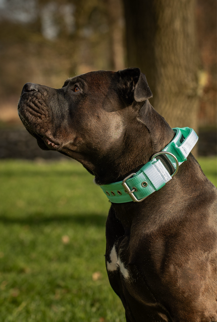 Halsband mit Haltegriff &amp; Rollschnalle "Türkis"