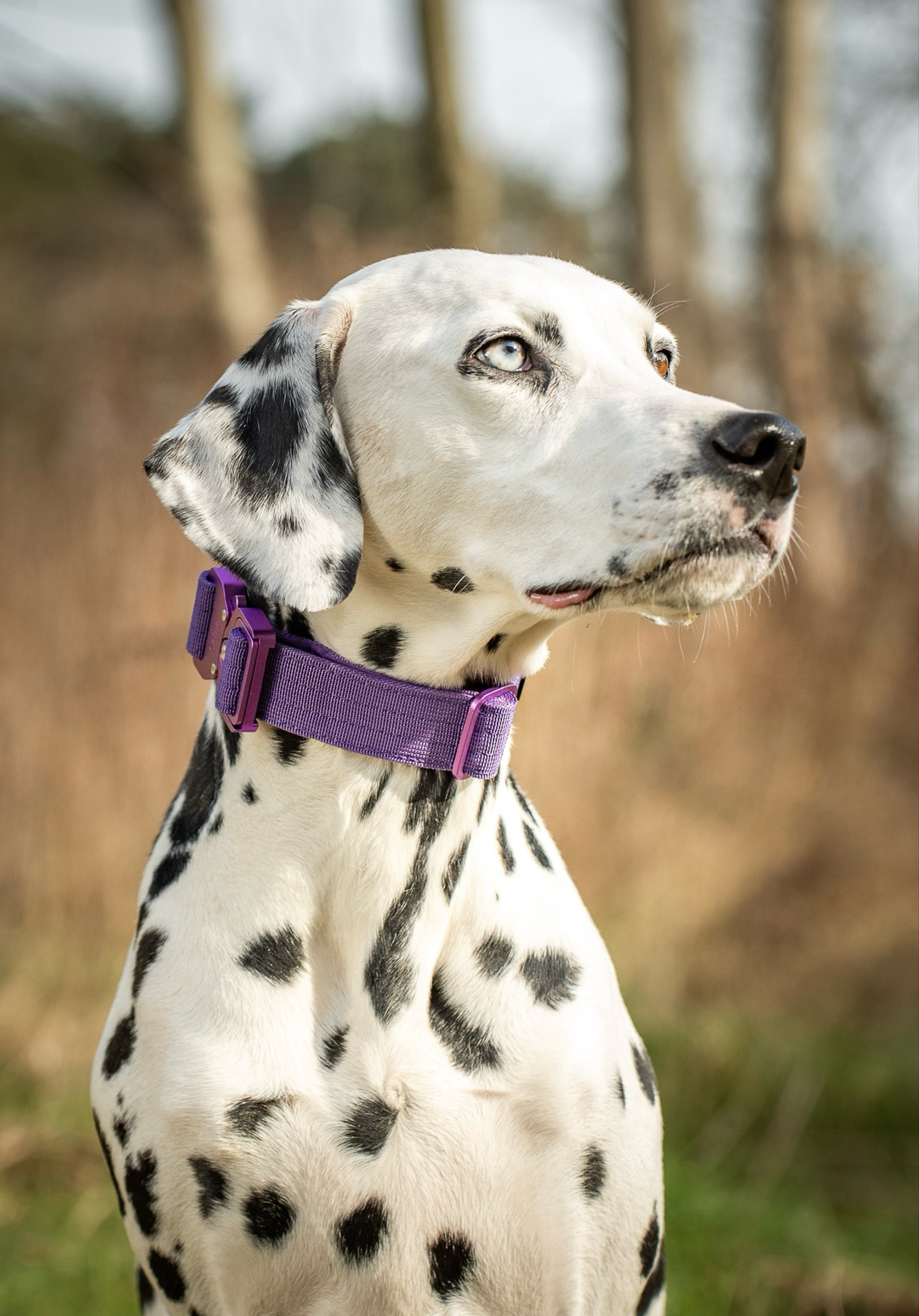 Ultra leichtes Halsband mit Sicherheitsschnalle & Haltegriff "Lila"