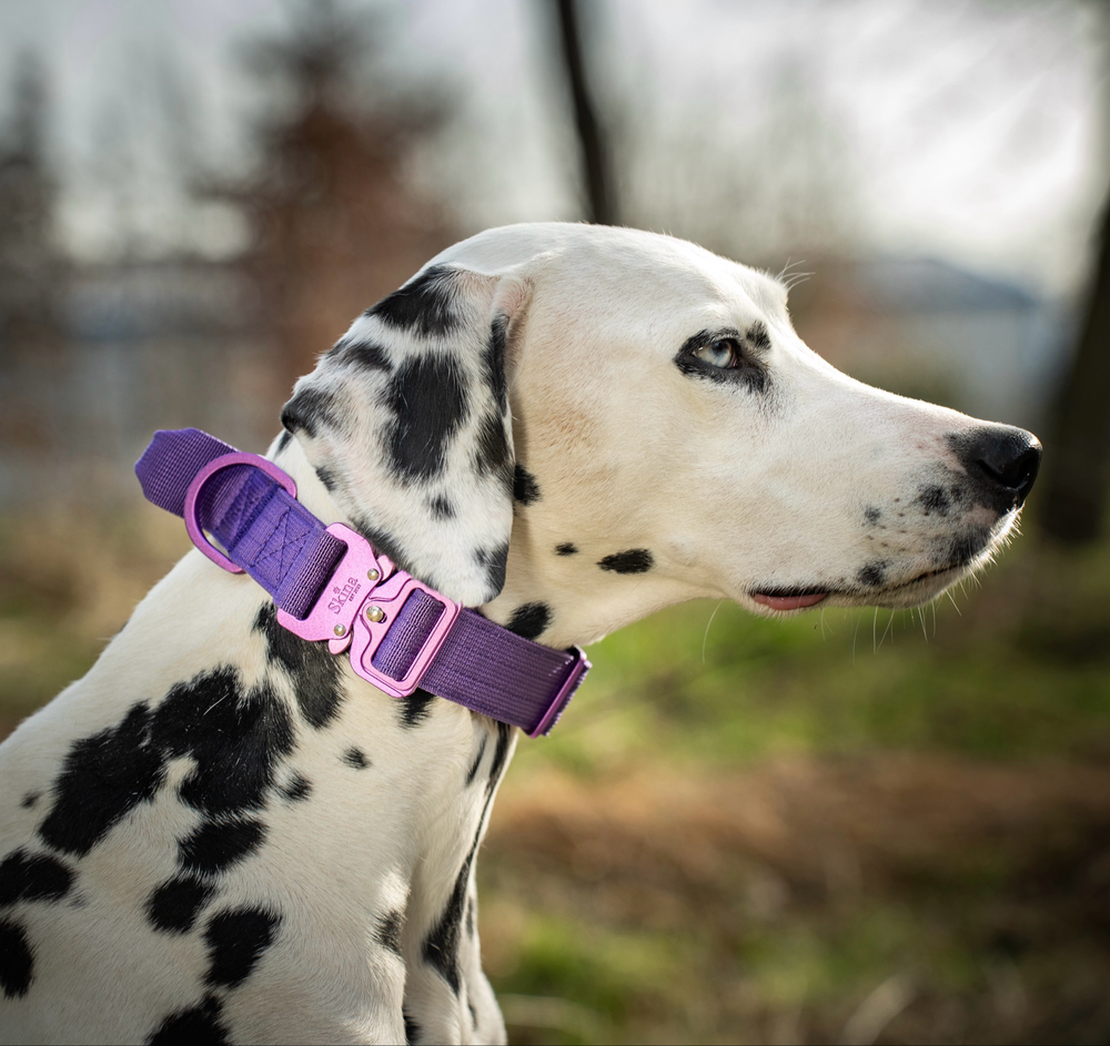 Ultra leichtes Halsband mit Sicherheitsschnalle & Haltegriff "Lila"