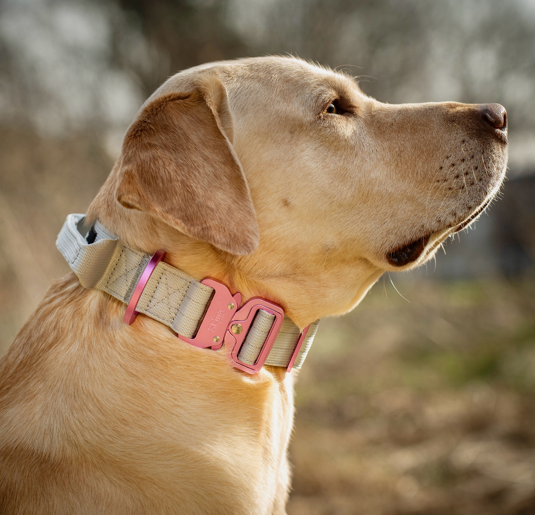 Ultra leichtes Halsband mit Sicherheitsschnalle & Haltegriff "Grau"