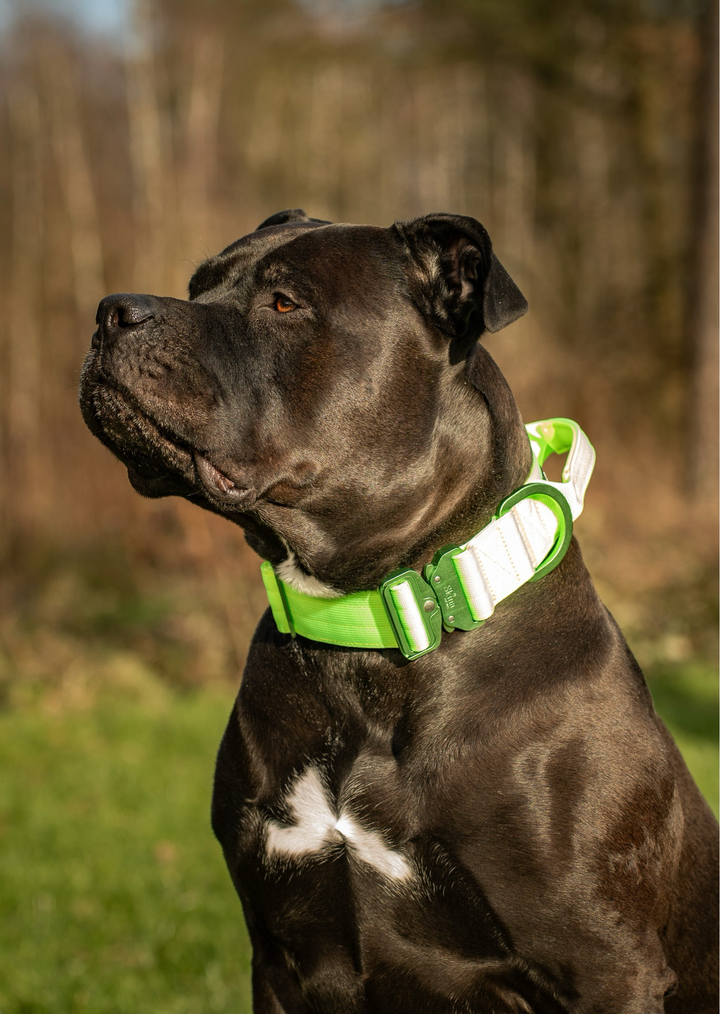 Ultra leichtes Halsband mit Sicherheitsschnalle &amp; Haltegriff "Neon Grün"
