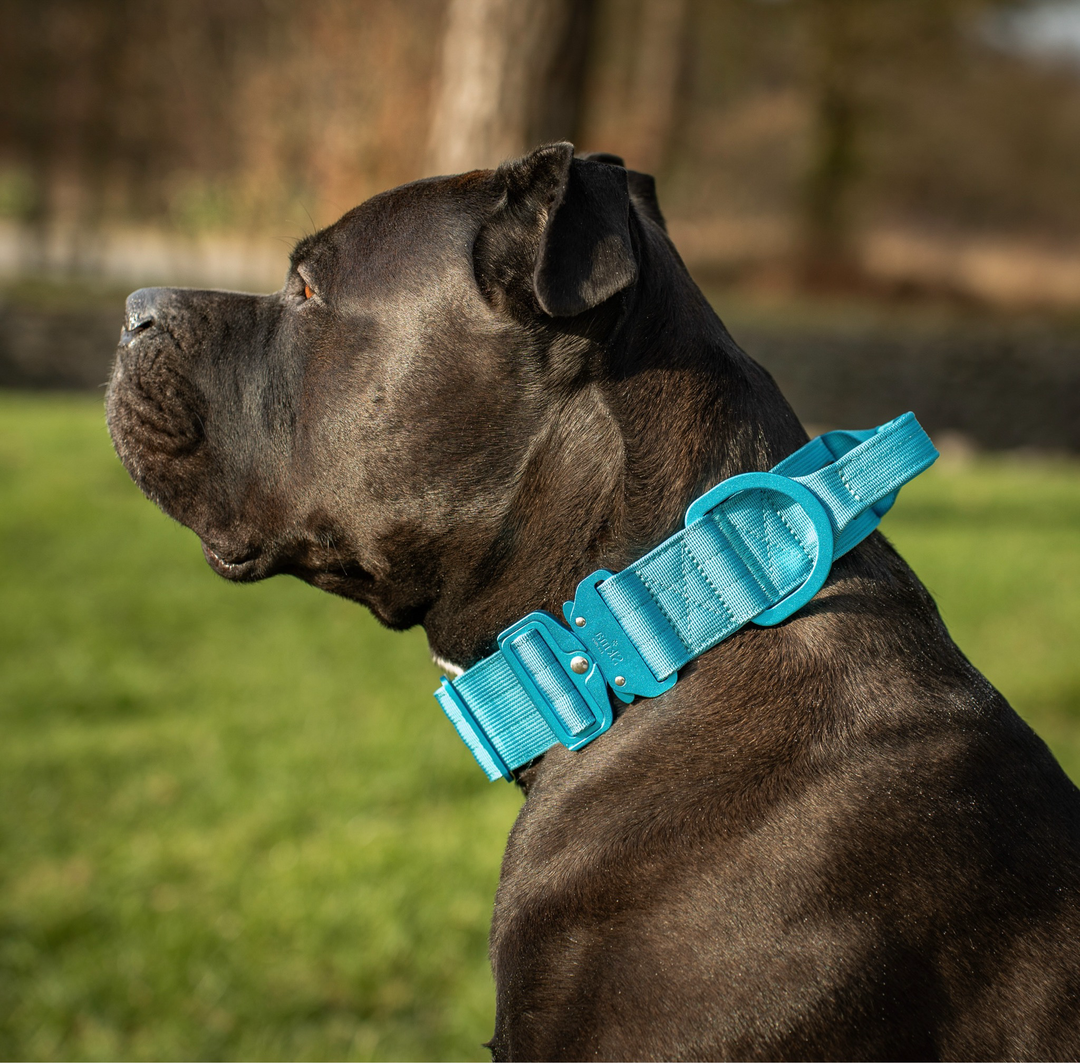 Ultra leichtes Halsband mit Sicherheitsschnalle & Haltegriff "Blau"