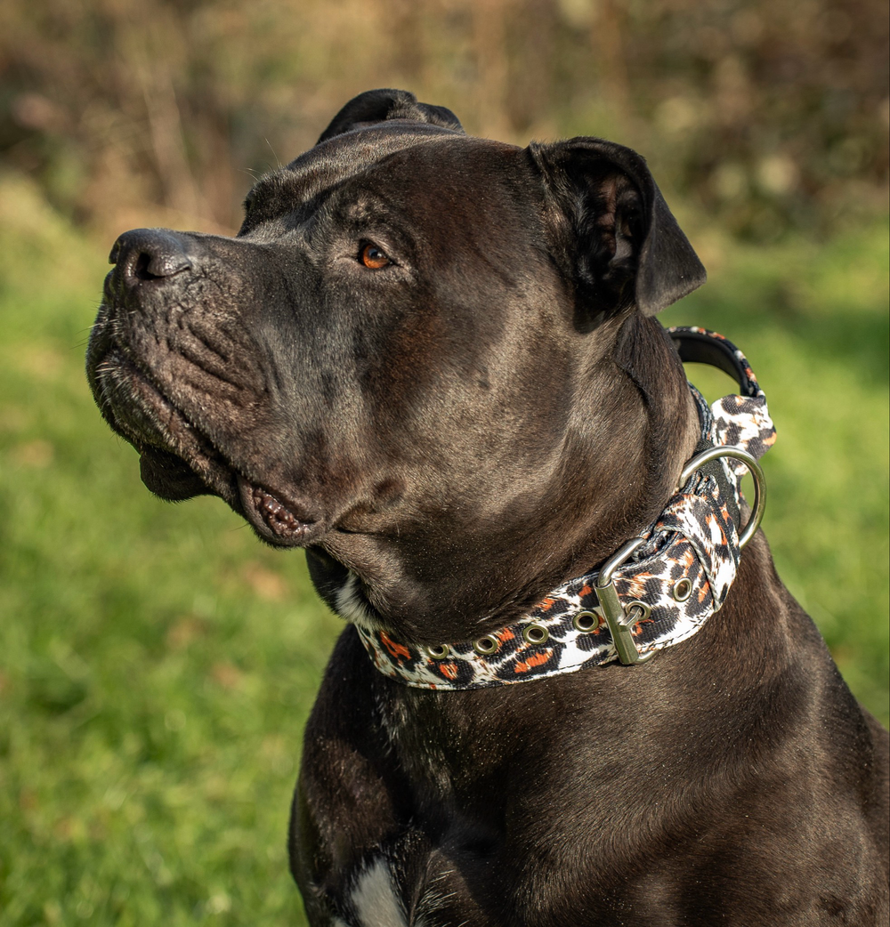 Halsband mit Haltegriff & Rollschnalle "Leoprint"