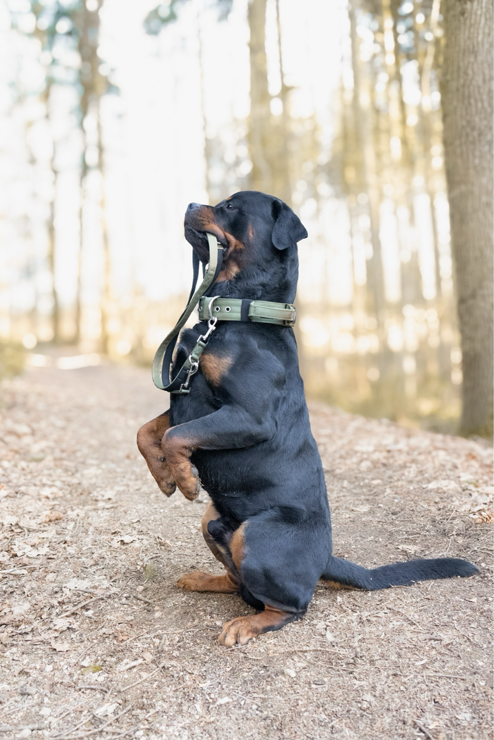 Halsband mit Haltegriff &amp; Rollschnalle "Olive"