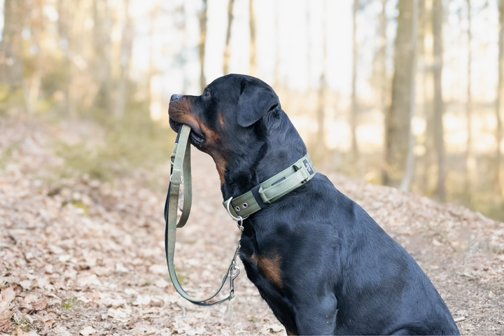 Halsband mit Haltegriff &amp; Rollschnalle "Olive"