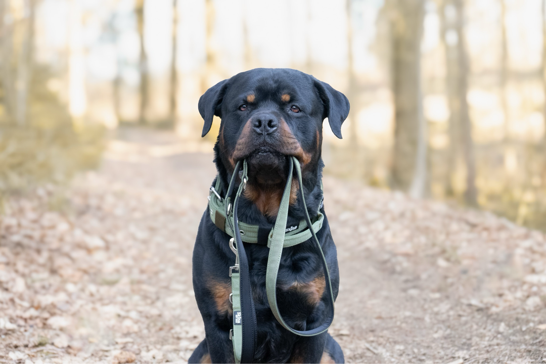 Halsband mit Haltegriff &amp; Rollschnalle "Olive"