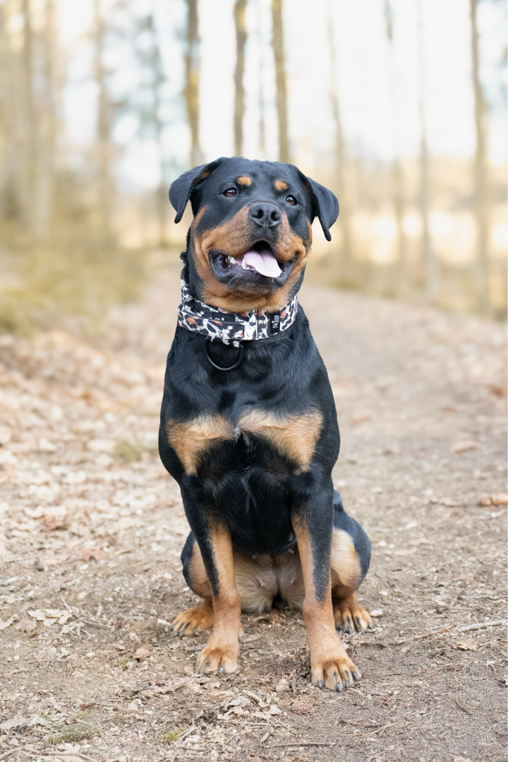 Taktisches Halsband mit Sicherheitsschnalle &amp; Haltegriff „Leo Muster Schwarz“