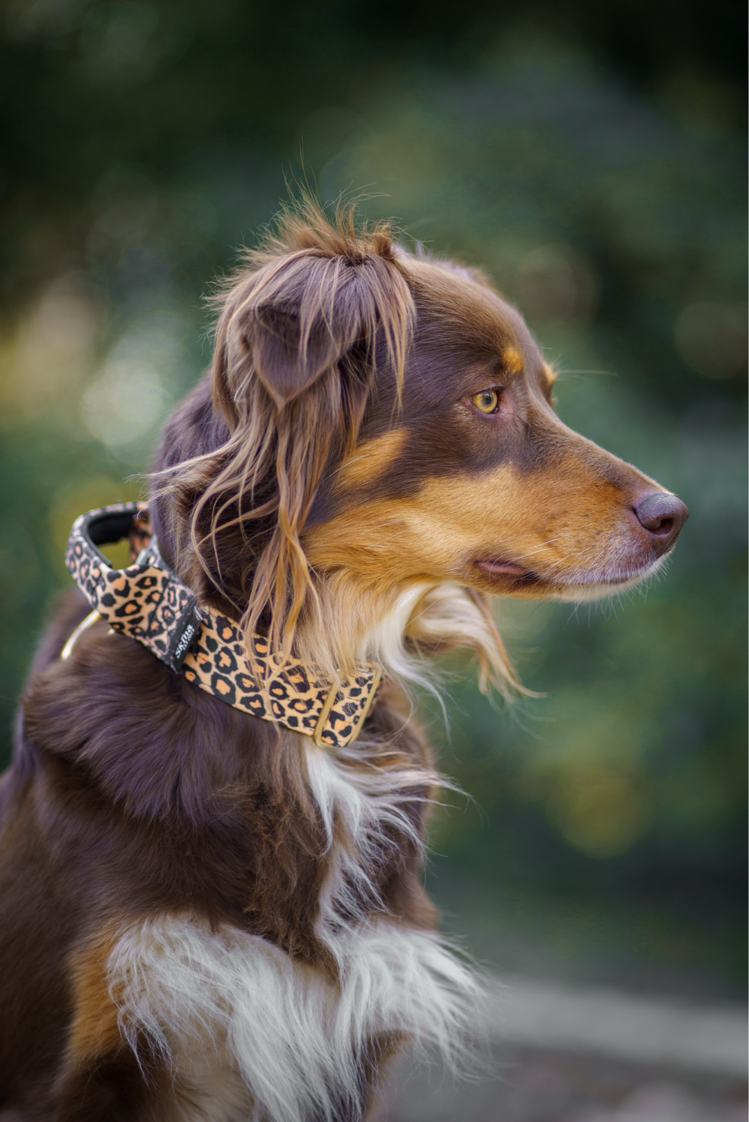 Taktisches Halsband mit Sicherheitsschnalle & Haltegriff „Leo Muster Gold“