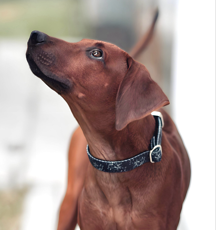 Skina Halsband für kleine Hunde "Flower"