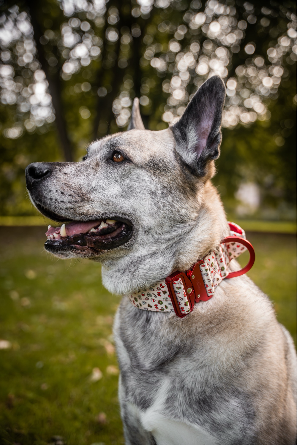 Ultra leichtes Halsband mit Sicherheitsschnalle & Haltegriff "X-MAS"