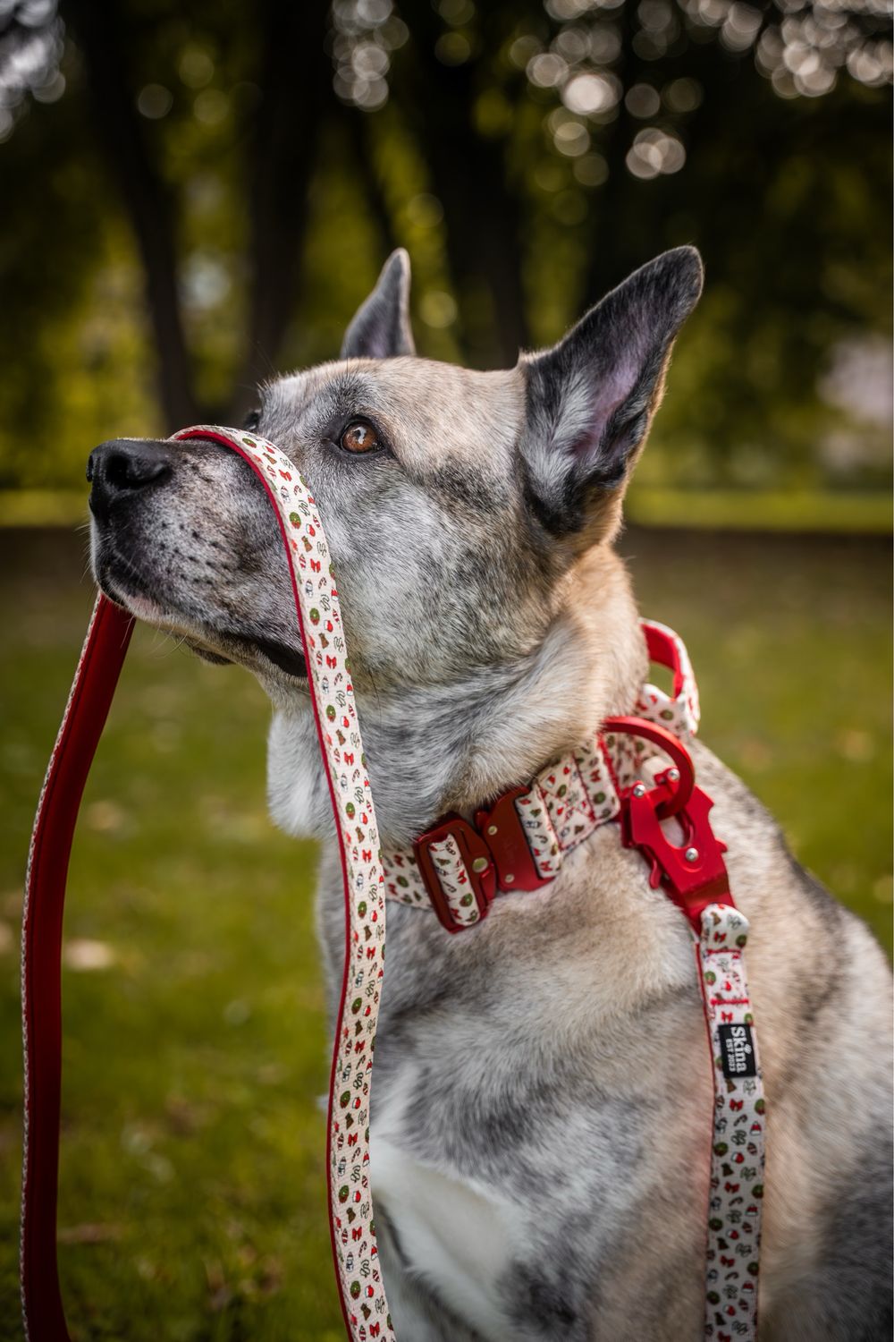Ultra leichtes Halsband mit Sicherheitsschnalle &amp; Haltegriff "X-MAS"