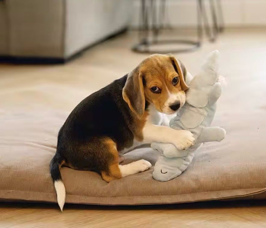 Hundespielzeug Puppy Krokodil Jake