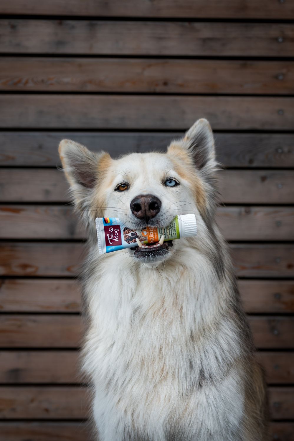 TubiDog